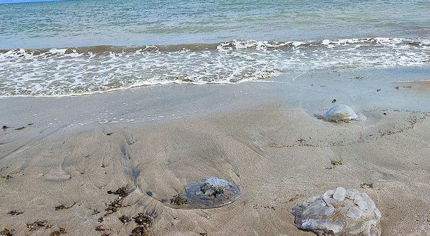 Bir kentte daha! Sahil şeridini istila ettiler: ‘Ciddi alerjik reaksiyonlara neden olabilir’