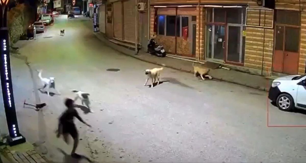 Dehşete düşüren anlar: Sokak köpekleri 10 yaşındaki çocuğu parçalıyordu