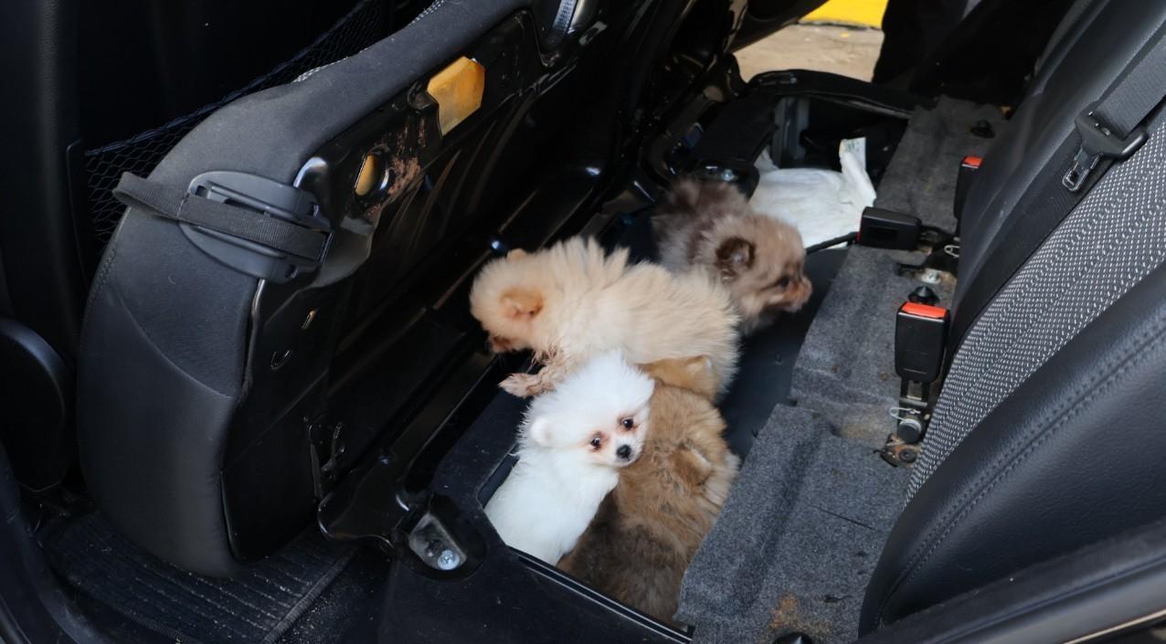 Kapıkule'de aracın gizli bölmesinden 5 pomeranian yavrusu çıktı