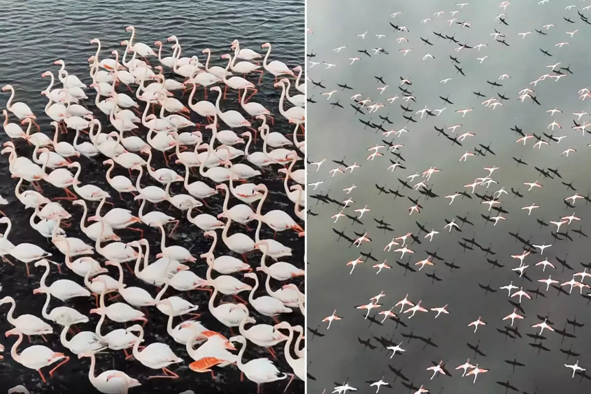 Kayseri'de eşsiz görüntü! Yılın ilk flamingo kafilesi geldi